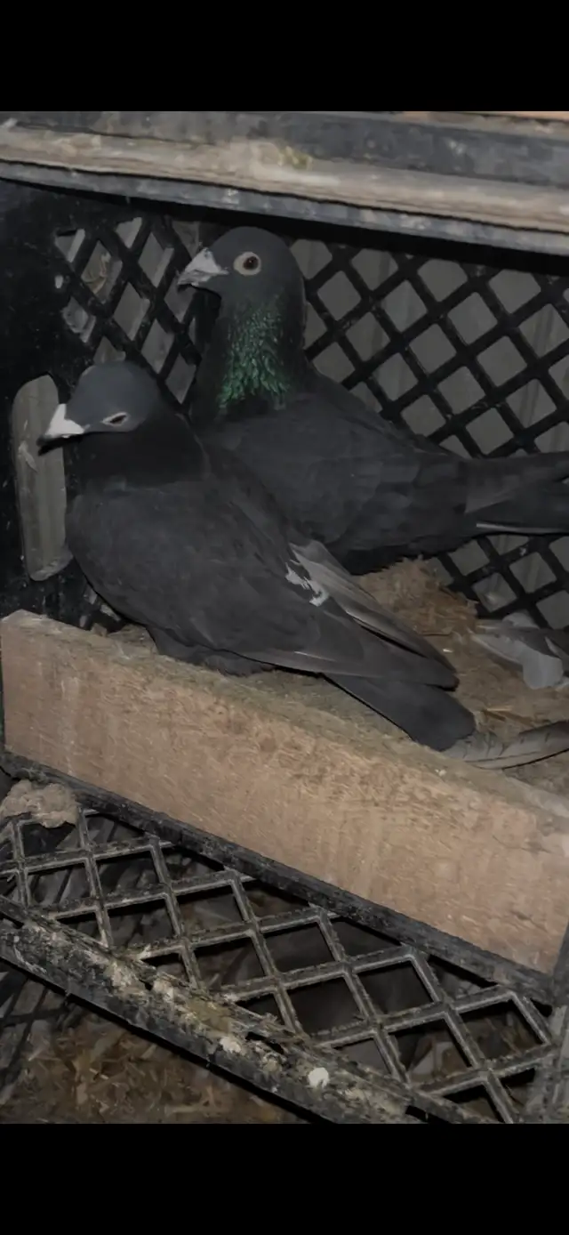 janarden racing pigeons pair - Photo 5