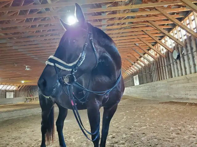 Cours équitation