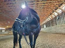 Cours équitation