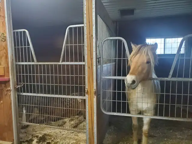 Equitation enfant Rive sud Mtl