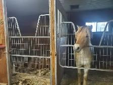 Equitation enfant Rive sud Mtl