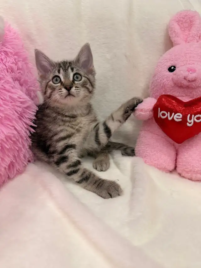 Bengal mix kittens ⭐️ (416) 637-5990 Only one Left