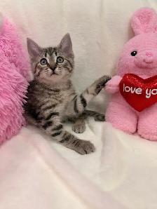 Bengal mix kittens ⭐️ (416) 637-5990 Only one Left