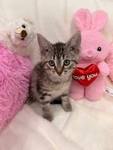 Bengal mix kittens ⭐️ (416) 637-5990 Only one Left - Photo 3