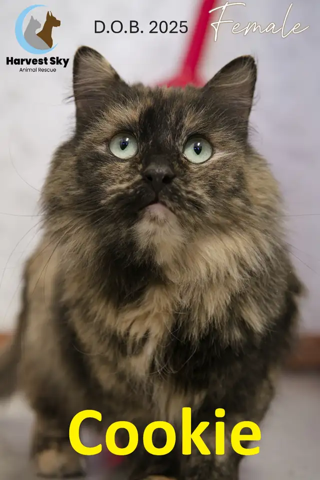 HARVEST SKY ANIMAL RESCUE - 16 ADOPTABLE KITTENS & CATS!