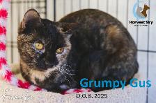 HARVEST SKY ANIMAL RESCUE - 16 ADOPTABLE KITTENS & CATS! - Photo 2