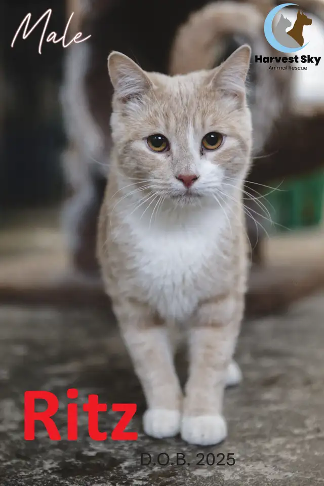 HARVEST SKY ANIMAL RESCUE - 16 ADOPTABLE KITTENS & CATS! - Photo 6