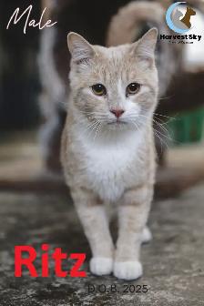 HARVEST SKY ANIMAL RESCUE - 16 ADOPTABLE KITTENS & CATS! - Photo 6