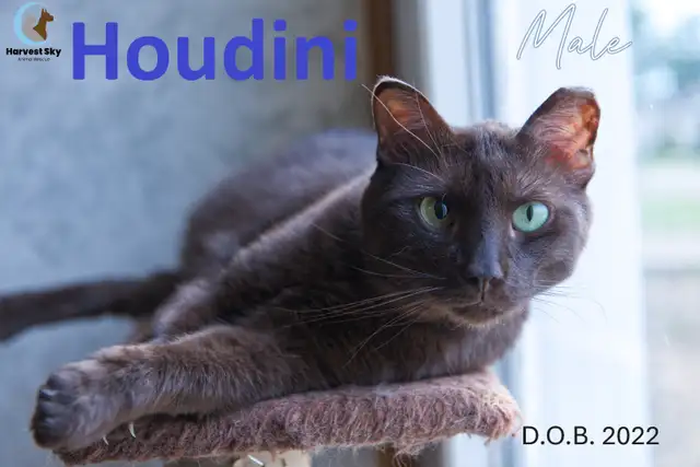 HARVEST SKY ANIMAL RESCUE - 16 ADOPTABLE KITTENS & CATS! - Photo 8