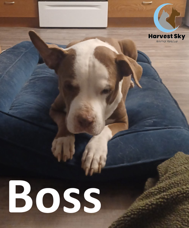 ADOPT ME!!!!!  -HARVEST SKY ANIMAL RESCUE-