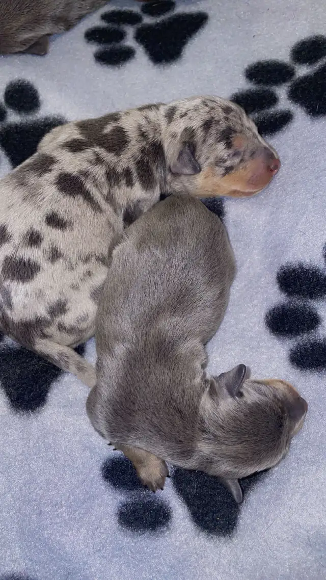 Two adorable Miniature Pinscher litters available