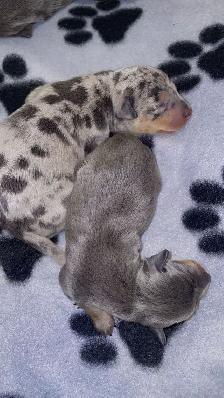 Two adorable Miniature Pinscher litters available