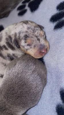 Two adorable Miniature Pinscher litters available - Photo 2