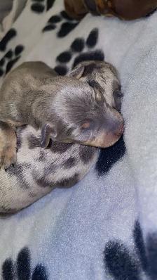 Two adorable Miniature Pinscher litters available - Photo 3