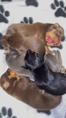 Two adorable Miniature Pinscher litters available - Photo 4