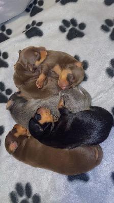 Two adorable Miniature Pinscher litters available - Photo 5