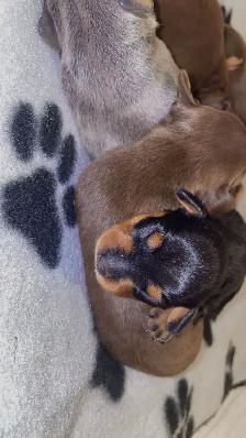 Two adorable Miniature Pinscher litters available - Photo 6