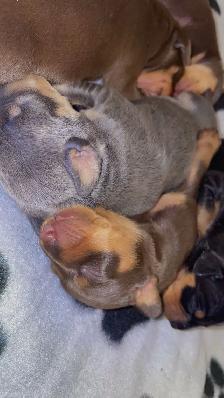 Two adorable Miniature Pinscher litters available - Photo 7