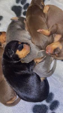 Two adorable Miniature Pinscher litters available - Photo 8