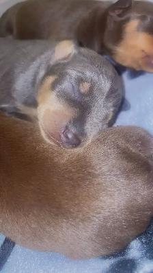 Two adorable Miniature Pinscher litters available - Photo 10