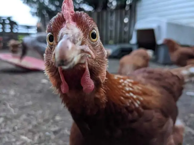 poules pondeuses rousses