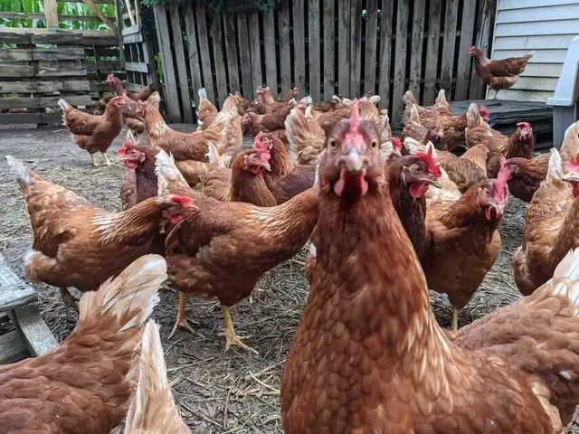poules pondeuses rousses - Photo 2