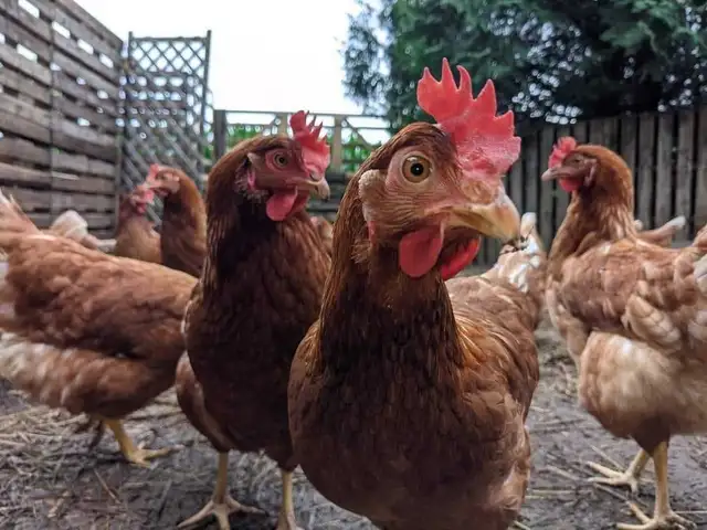 poules pondeuses rousses - Photo 3
