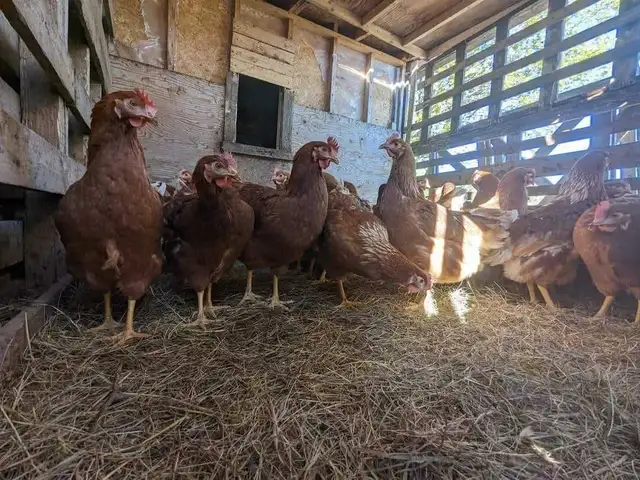 poules pondeuses rousses - Photo 4