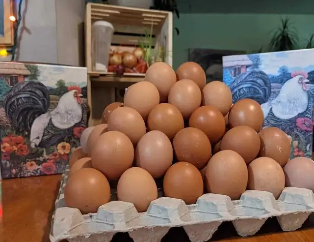 poules pondeuses rousses - Photo 6