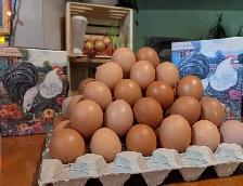 poules pondeuses rousses - Photo 6