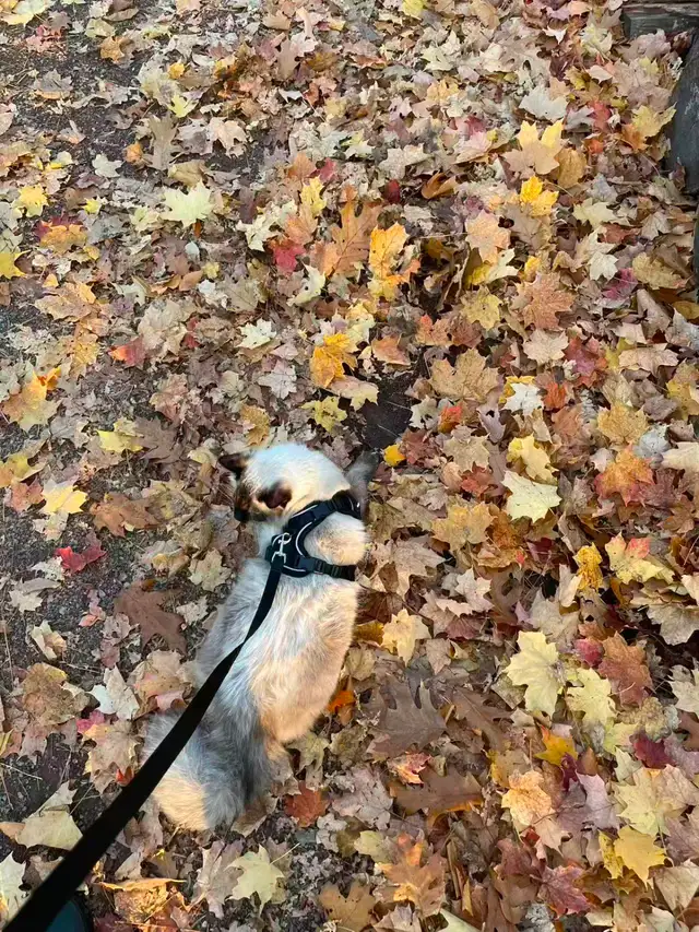 Adorable Ragdoll Kittens for Sale | Blue Eyes