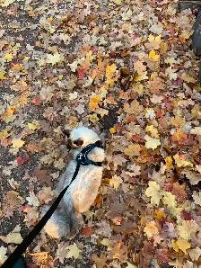Adorable Ragdoll Kittens for Sale | Blue Eyes