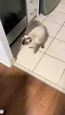 Adorable Ragdoll Kittens for Sale | Blue Eyes - Photo 2