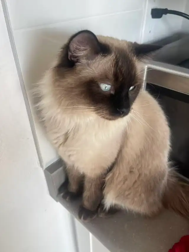 Adorable Ragdoll Kittens for Sale | Blue Eyes - Photo 3