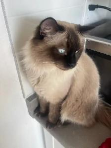 Adorable Ragdoll Kittens for Sale | Blue Eyes - Photo 3