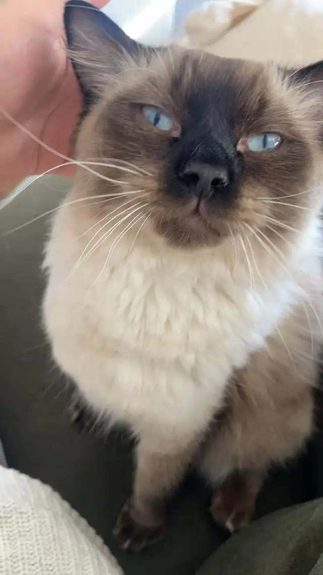 Adorable Ragdoll Kittens for Sale | Blue Eyes - Photo 4