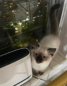 Adorable Ragdoll Kittens for Sale | Blue Eyes - Photo 5