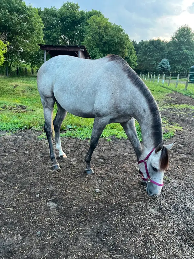 Bridage etalon Thoroughbred