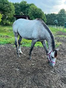 Bridage etalon Thoroughbred