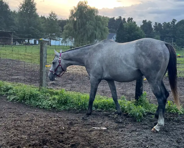 Bridage etalon Thoroughbred - Photo 2