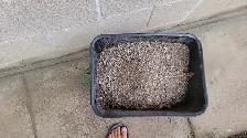 RCC concrete cement debris for free - Photo 2