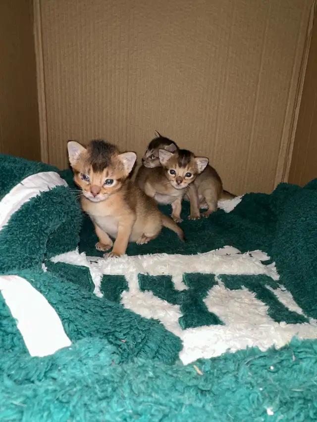 Abyssin Pure - Photo 2