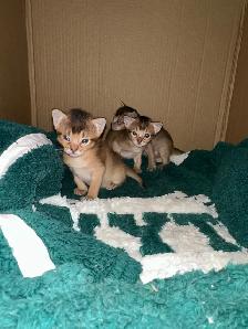 Abyssin Pure - Photo 2