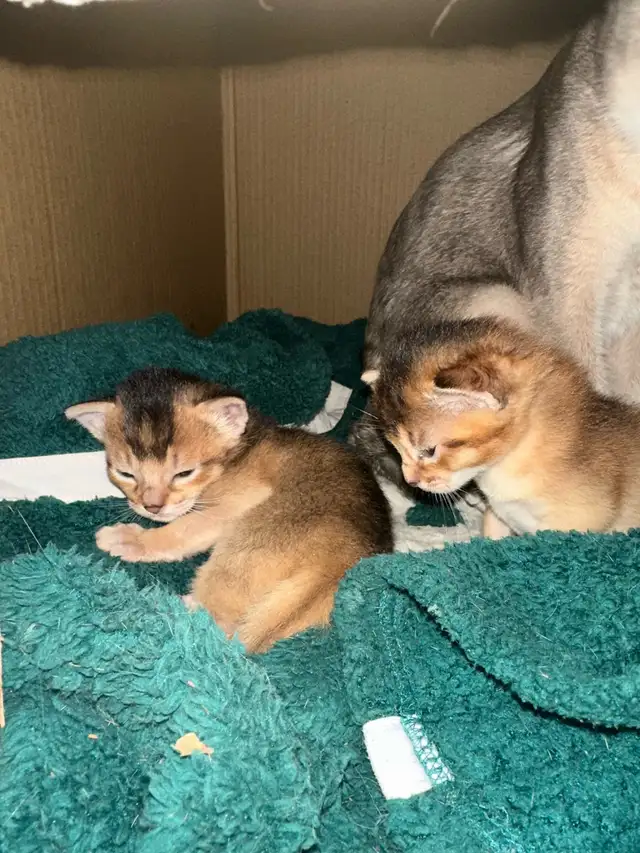 Abyssin Pure - Photo 3