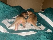 Abyssin Pure - Photo 4