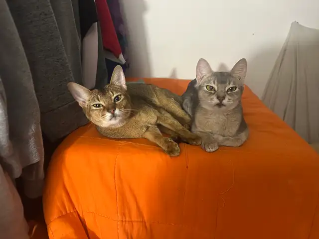 Abyssin Pure - Photo 5