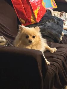 Abyssin Pure - Photo 6