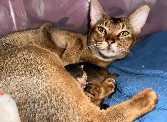 Abyssin Pure - Photo 7