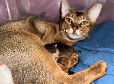 Abyssin Pure - Photo 7