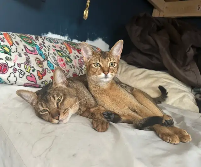 Abyssin Pure - Photo 8